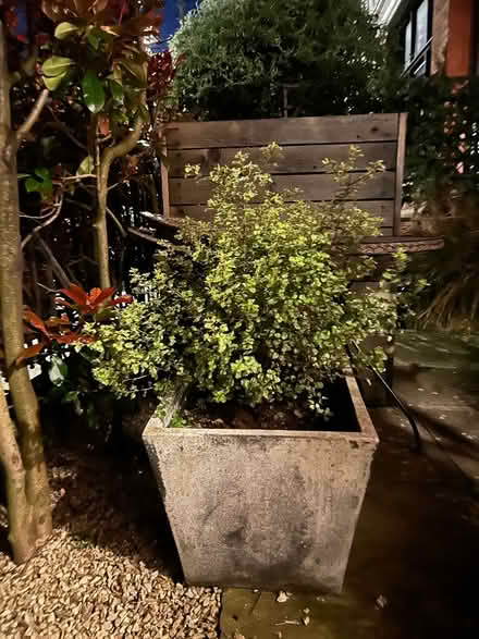 Photo of free Mature plants x 2 (Rathmines) #1