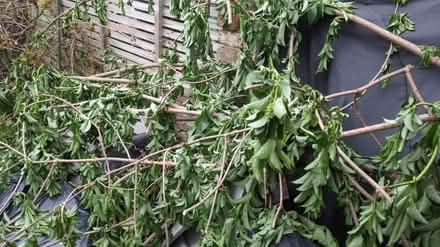 Photo of free Branches (SW18) #1