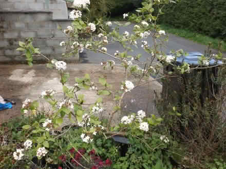 Photo of free hardy shrub Viburnum carlesii (Llanidloes SY18) #1