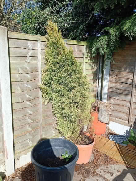Photo of free Conifer tree (Holmcroft ST16) #1