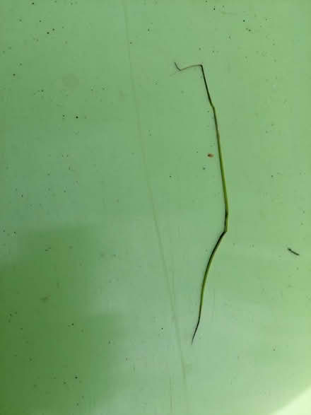 Photo of free Smoby slide (broken) (Mortimer RG7) #3