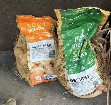 Photo of free Seed potatoes (Mainstone SY9) #1