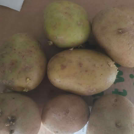 Photo of free Green sprouting potatoes (Loughton IG10) #1