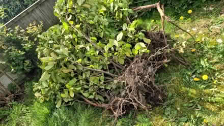 Photo of free Laurels (Rainhill L35) #2