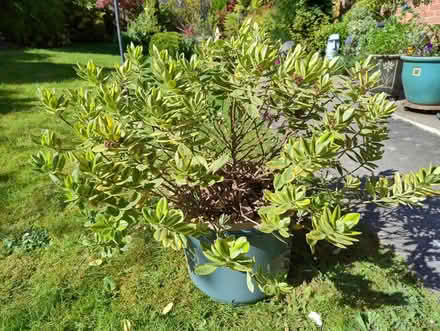 Photo of free Plant (not pot) (Walderslade Bottom ME5) #1