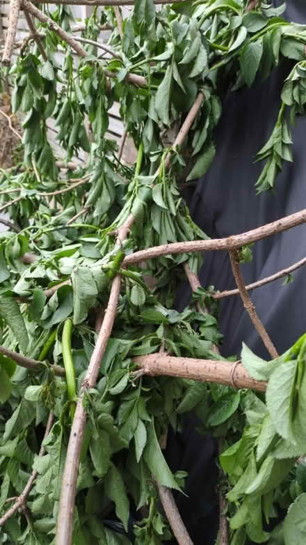 Photo of free Branches (SW18) #2