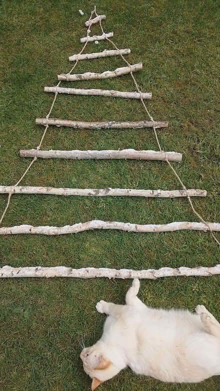 Photo of free Hang up wood christmas tree (Ewshot GU10) #1