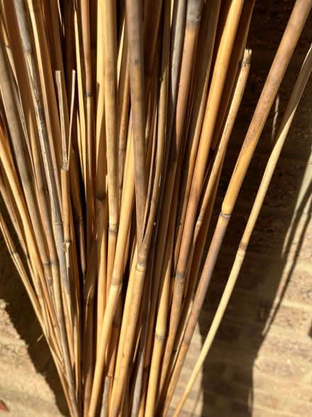 Photo of free Peeled reeds (West Marina TN38) #2