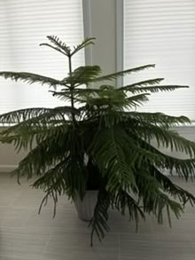 Photo of free Norfolk Island Pine Tree (Topsham) #1