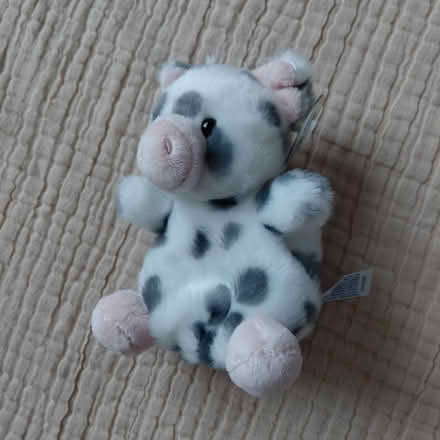 Photo of free Pocket pig plush (Union City) #1