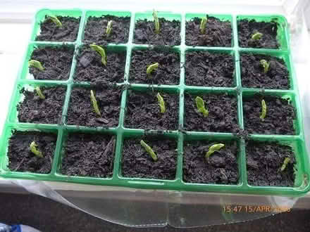 Photo of 20 cell plant trays - 4.5x4.5 cell size (City Centre NR3) #1