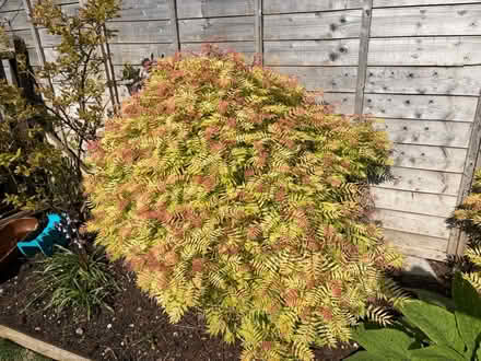 Photo of free Sorbaria Sem Garden Plant- large (Morecambe) #2