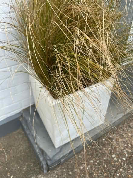 Photo of free Large White Planter and Grass (Brighton) #2