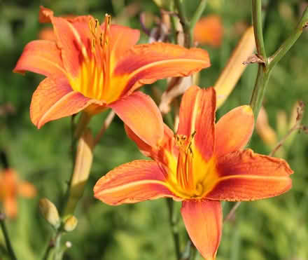 Photo of free 12 Bags of Orange Daylilies (West Townsend) #2