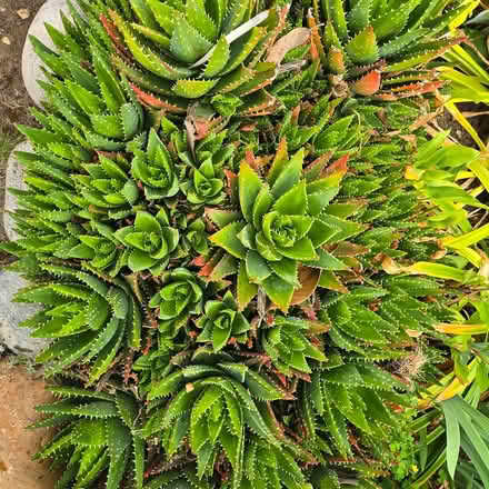 Photo of free Succulents (Chiquita Av MtnVw) #1