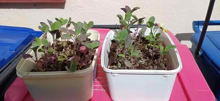 Photo of free Sprouting broccoli plants (Southchurch SS2) #1