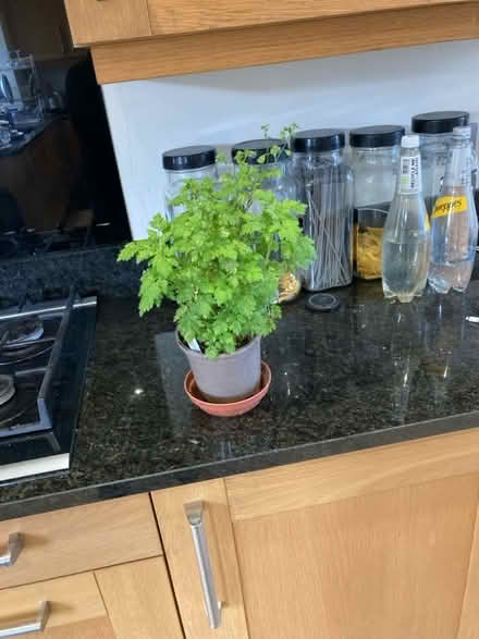 Photo of free Feverfew plants (Bernards Heath AL3) #1