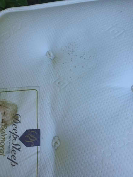 Photo of free Quality single mattress (N8 North London) #3