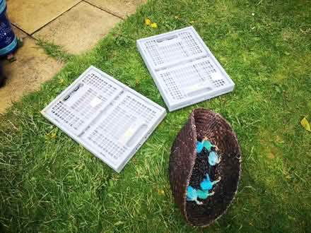 Photo of free Plastic foldup boxes, wee basket (Joppa EH15) #1