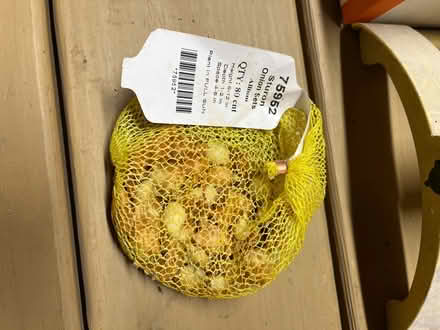 Photo of free Onion, Leeks and Shallot Sets (Little Falls Area) #1