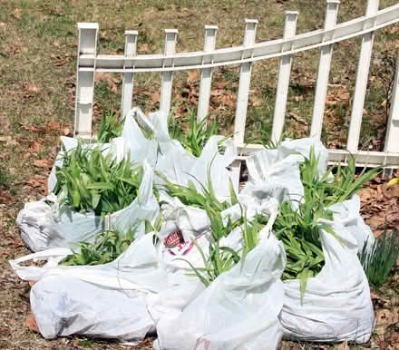 Photo of free 12 Bags of Orange Daylilies (West Townsend) #1