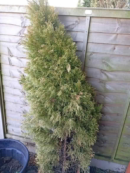 Photo of free Conifer tree (Holmcroft ST16) #2