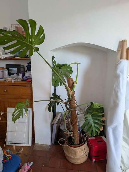 Photo of free 6ft Monstera plant needs new home 🌱 (South Croydon CR2) #1