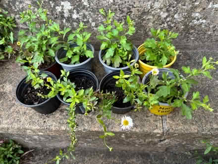 Photo of free Erigeron Daisy (Lower Weston BA1) #1