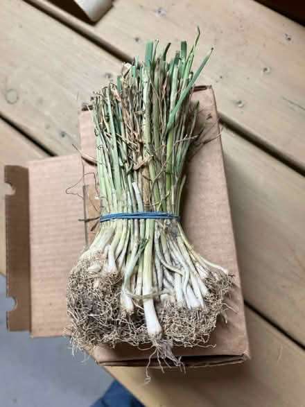 Photo of free Onion, Leeks and Shallot Sets (Little Falls Area) #3
