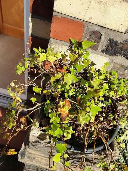 Photo of free Ivy Plant (toxteth L8) #1