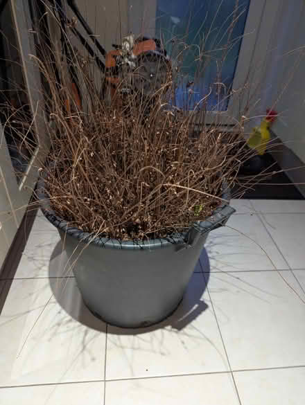 Photo of free Large Fern Plant (Mill Hill NW7) #1