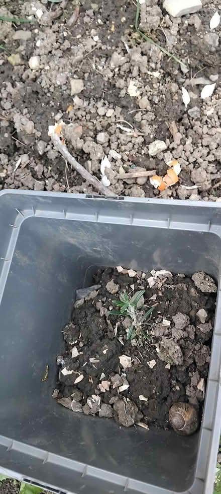 Photo of free Herb plant pots (Dublin) #3