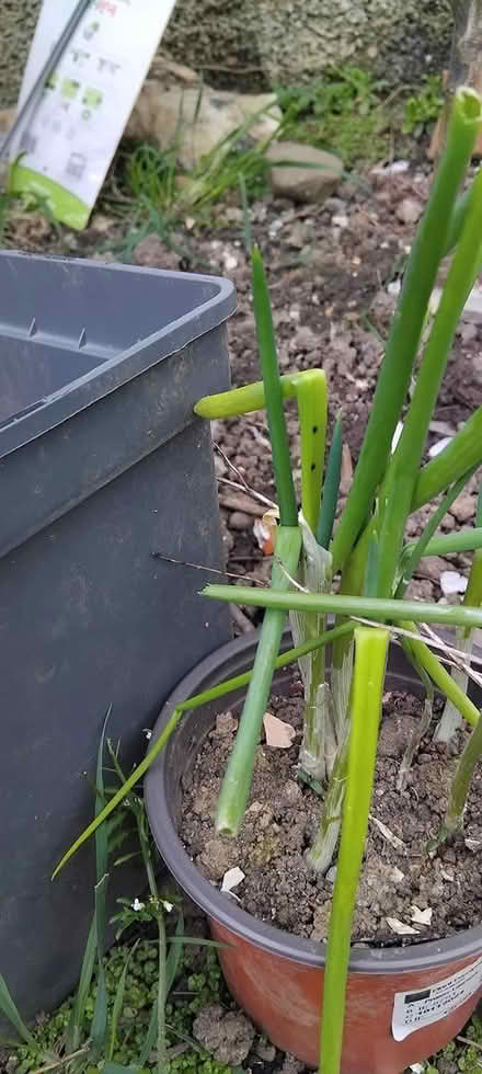 Photo of free Herb plant pots (Dublin) #4