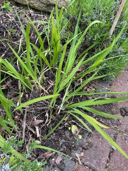 Photo of free Crocosima bulbs orange (Rathfarnham) #1