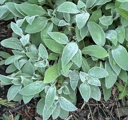 Photo of free lambs ear (Grafton Township) #2