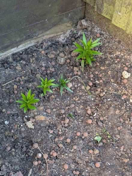 Photo of free X4 lily flowers (Orton Goldhay PE2) #1