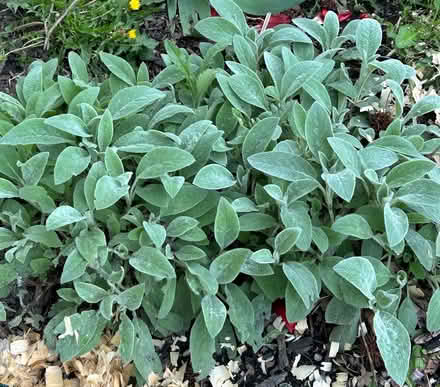 Photo of free lambs ear (Grafton Township) #1