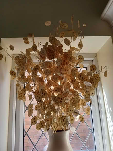 Photo of free Honesty seeds (Crewe, Rope) #1