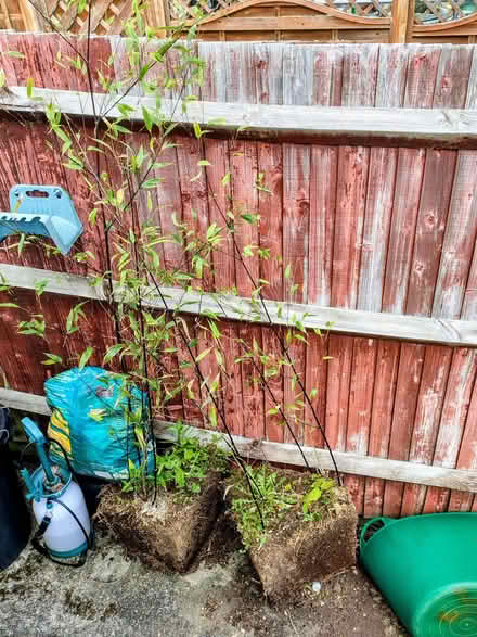 Photo of free bamboo cutting (Farnborough BR6) #1