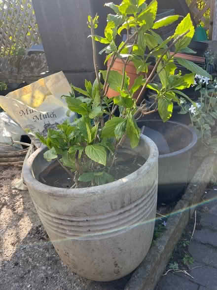 Photo of free 3 large plastic planters (Holmfirth) #2