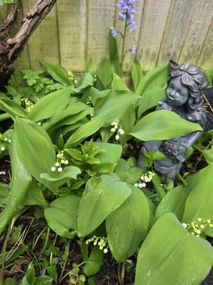 Photo of free Lily of the Valley (Bovingdon) #1