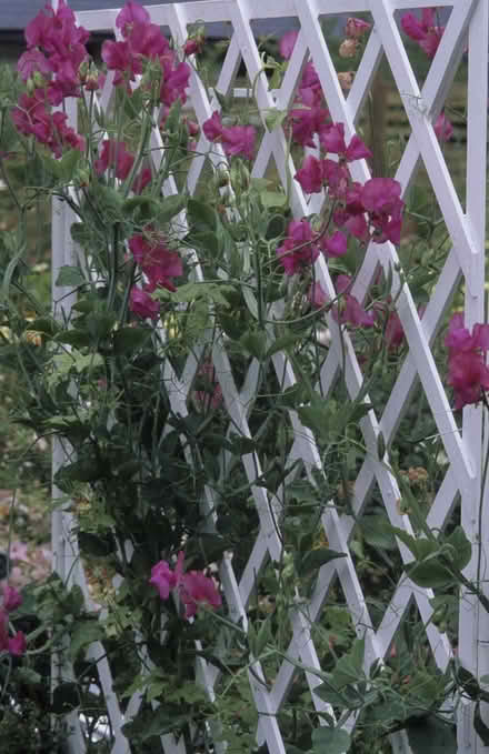 Photo of Garden fence trellis (N2) #1