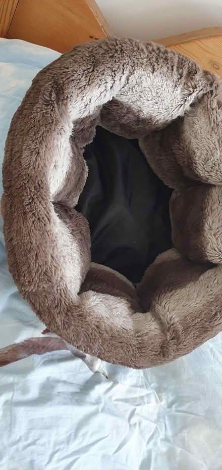 Photo of free small cat bed (Hengistbury Head BH6) #1