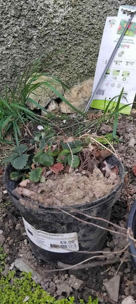 Photo of free Herb plant pots (Dublin) #1