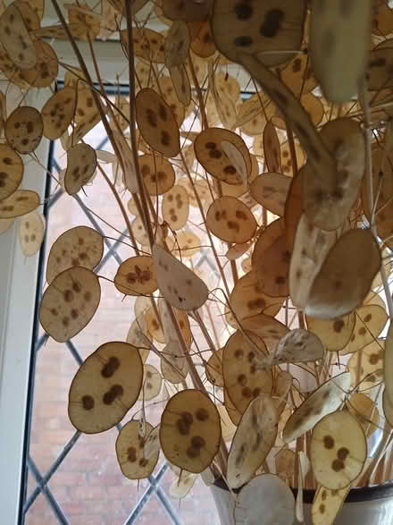 Photo of free Honesty seeds (Crewe, Rope) #2