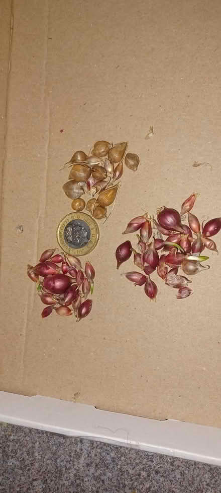 Photo of free Babington leek & walking onion (TA14 6QW stoke sub hamdon) #1