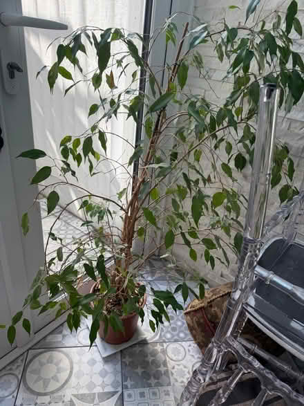Photo of free Weeping Fig plant (Egremont CH44) #1