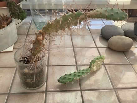 Photo of free Prickly Pear Cactus (Croydon) #1