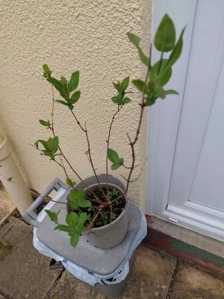 Photo of free Honeysuckle plant (Stroud GL5) #1