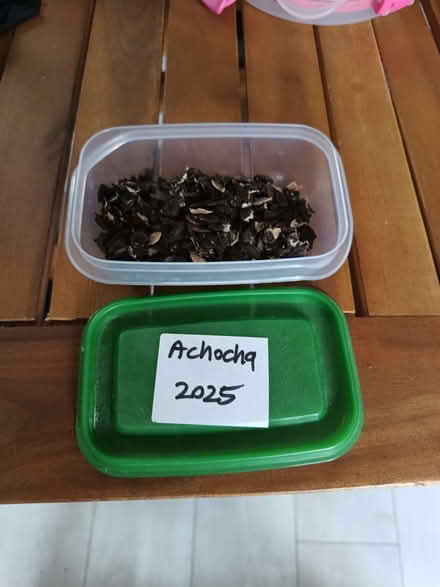 Photo of free Achocha seeds (Northway OX3) #1